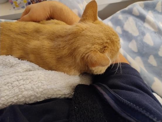 POV photo looking down at a ginger cat sleeping on my lap with his head on my arm