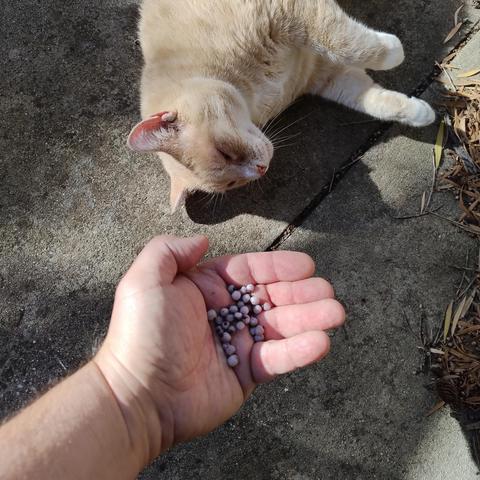 A ginger cat on his side on a concrete path, not paying attention to my outstretched hand with some white speckled berries in it