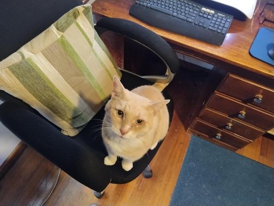 A ginger cat on an office chair in front of a wooden desk, looking up at the camera