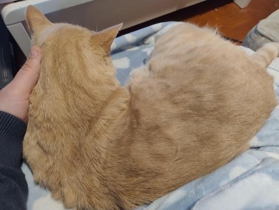 POV photo looking down at a ginger cat curled up on my lap with my hand against his head