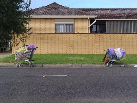 A suburban street, two shopping trolleys are on the road against the curb, filled with rubbish. In the centre between them is a small tree planted in the nature strip, bare of leaves. 