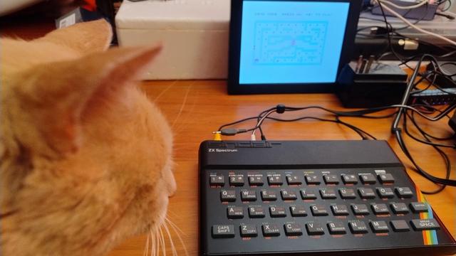 The back of a ginger cat's head, looking at a ZX Spectrum on a table with a screen showing the game Hungry Horace in progress