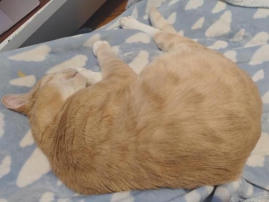 POV photo looking down at a ginger cat sleeping on a blanket over my lap