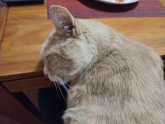 POV photo of a ginger cat with his head resting sideways on a dining table