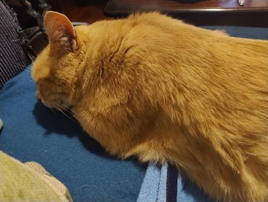 A ginger cat sleeping on a blue blanket over a couch