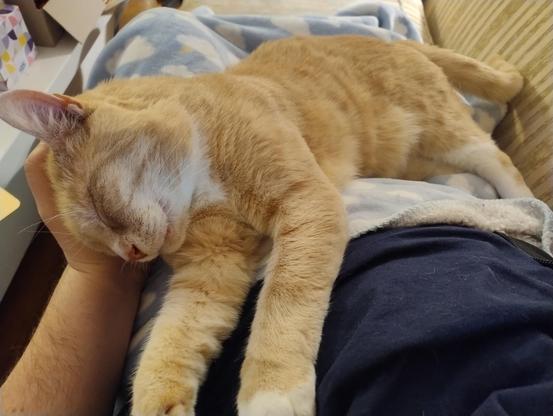 A ginger cat sleeping on my lap with his head resting on my hand 