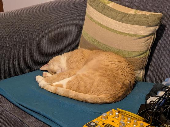 A ginger cat sleeping on a couch, curled up with his face buried in his own legs