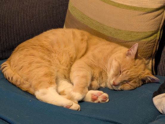 A ginger cat sleeping on his left side against a cushion on a couch