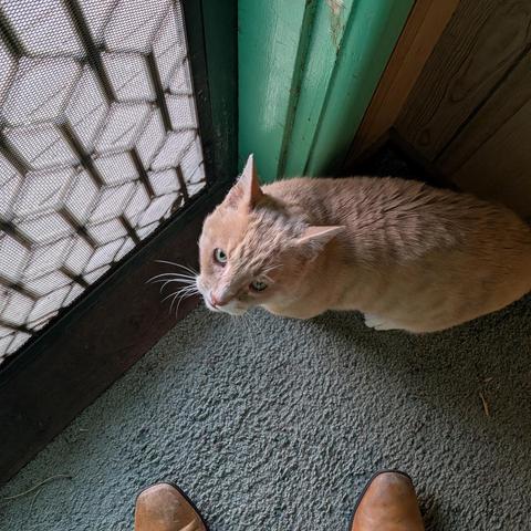A ginger cat looking up expectantly while standing beside a closed screen door