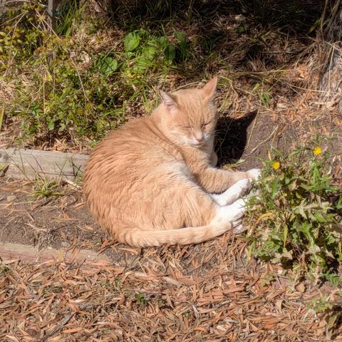 A ginger cat sitting awkwardly in a garden bed in the sun, squinting. 