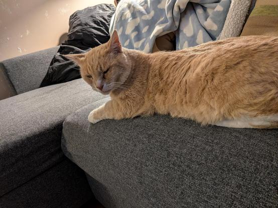 A ginger cat lying on a grey IKEA couch 