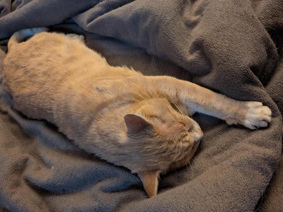 A ginger cat sleeping on a grey blanket, stretched right out with one front paw extended 