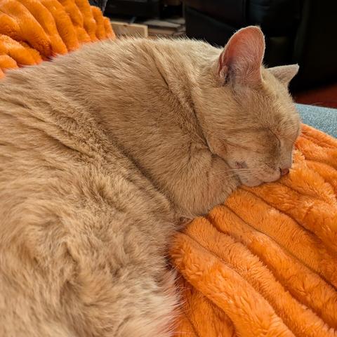 Ginger cat curled up and sleeping on an orange blanket 