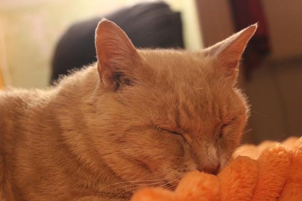 Close up of a ginger cat on an orange blanket with his eyes closed.
